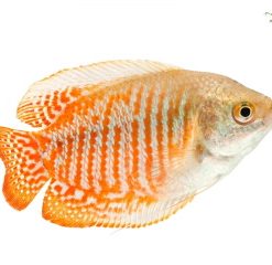 Alternative view of Zwergfadenfisch – Trichogaster lalius