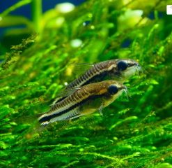 Alternative view of Zwergpanzerwels – Corydoras pygmeus