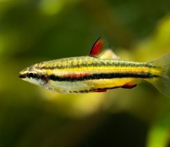 Zwergziersalmler – Nannostomus marginatus
