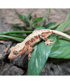 Kronengecko Lilywhite Blushing ♀