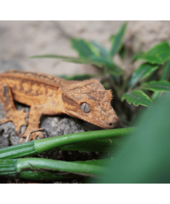 Kronengecko Tiger ♀