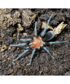 Alternative view of Rotkopf Zwergvogelspinne