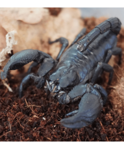 Asia Skorpion
