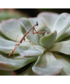 Verkauft! Große Astmantis