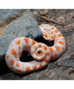 Westliche Hakennasennatter Albino(♂)