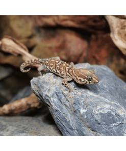 Großkopf Gecko Naturfarben (/)