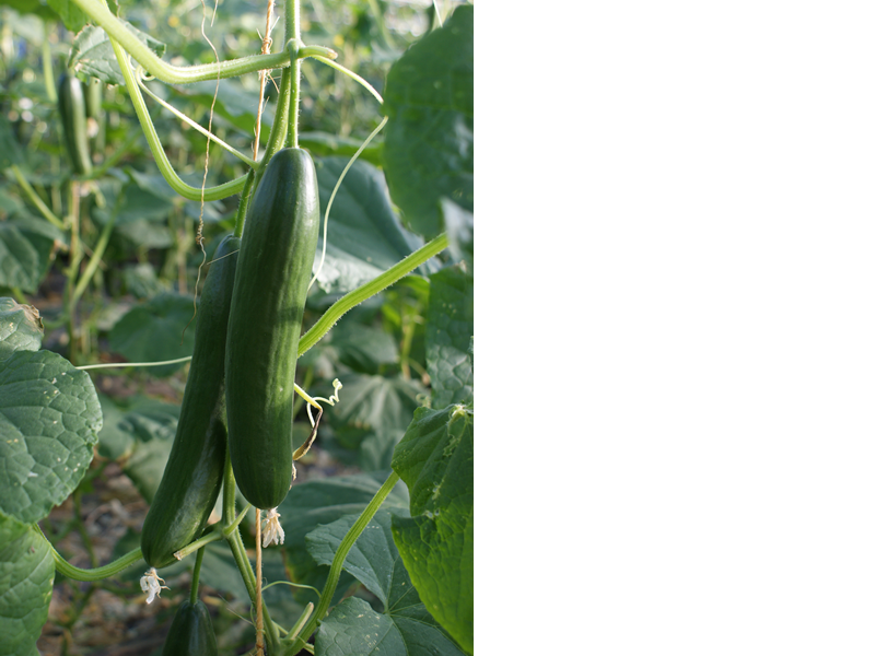 Gurken – Bild 2