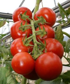 Strauchtomaten