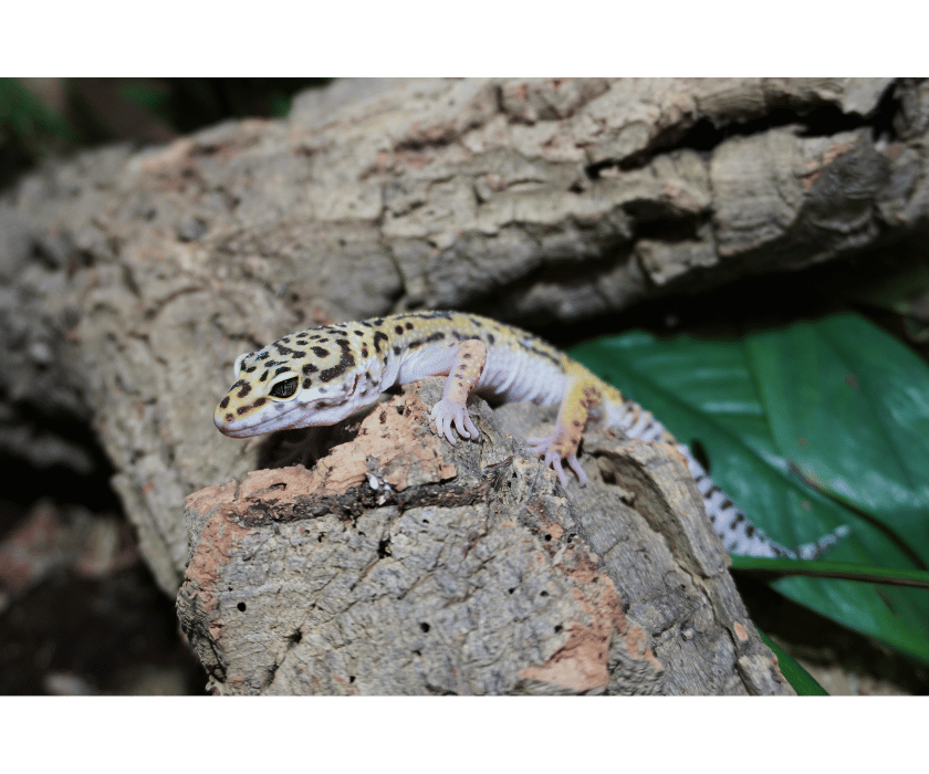 Leopardgecko Snow-MIX ♀ – Bild 5