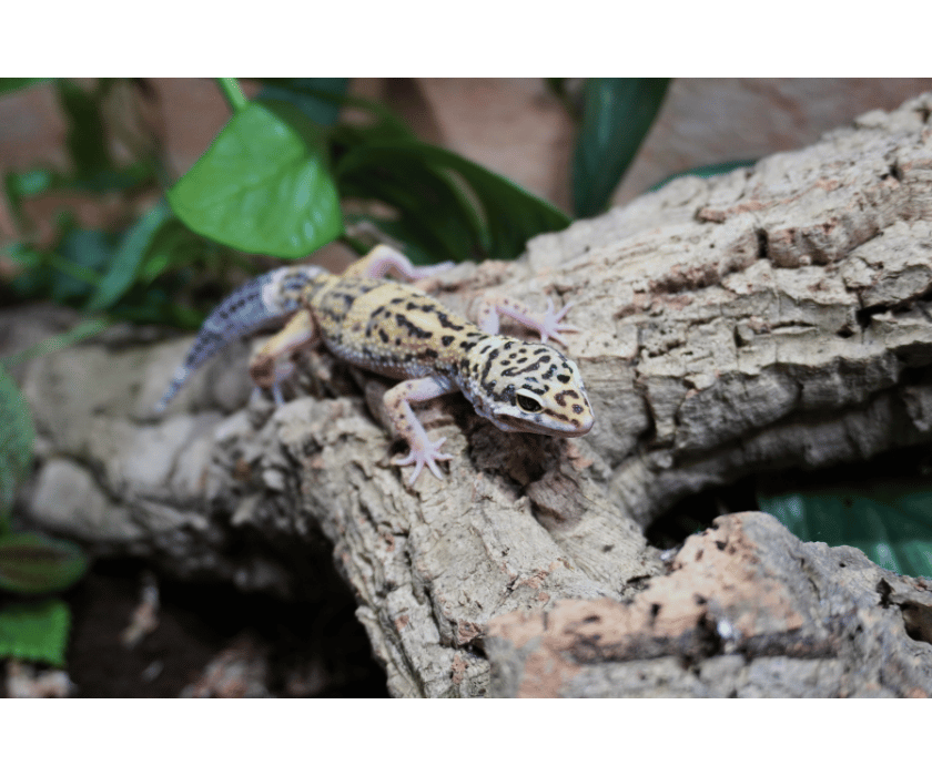 Leopardgecko Snow-MIX ♀ – Bild 3