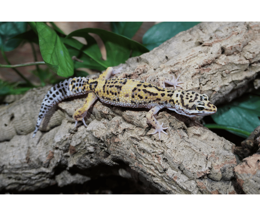 Leopardgecko Snow-MIX ♀