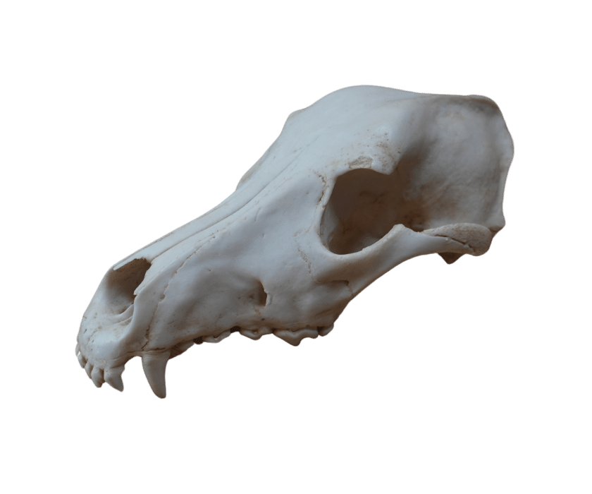 Premium Wolfsschädel