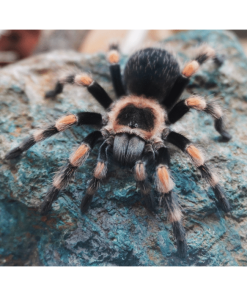 Alternative view of Mexikanische Rotknie-Vogelspinne (smithi)